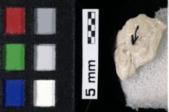 Foto (Detailansicht) von Decapoda indet. (NHMW-GEO-1990-0041-0214)